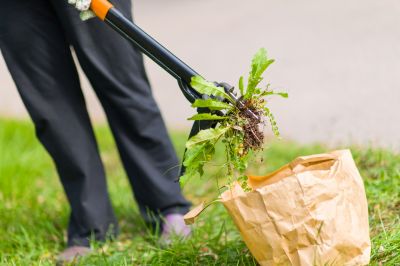 Weeds Pulling Service