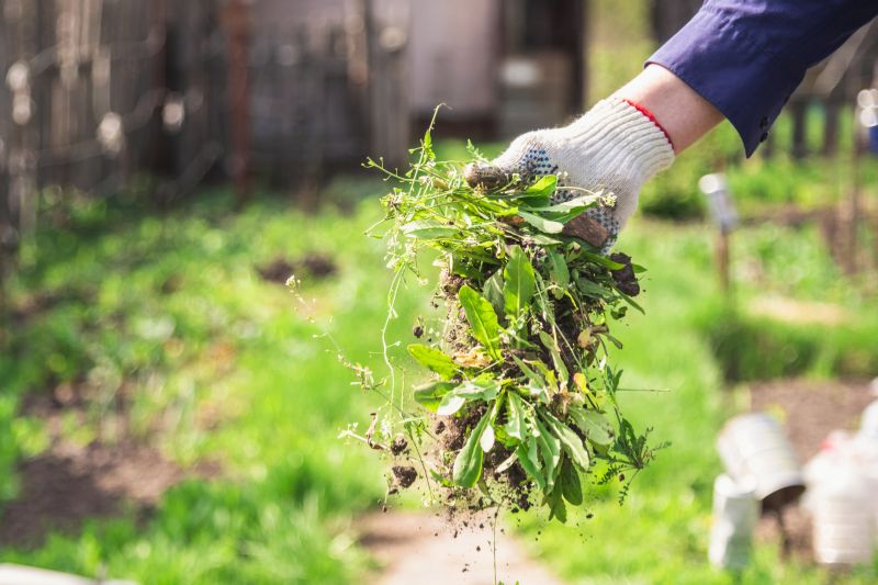 Weeds Pulling Service