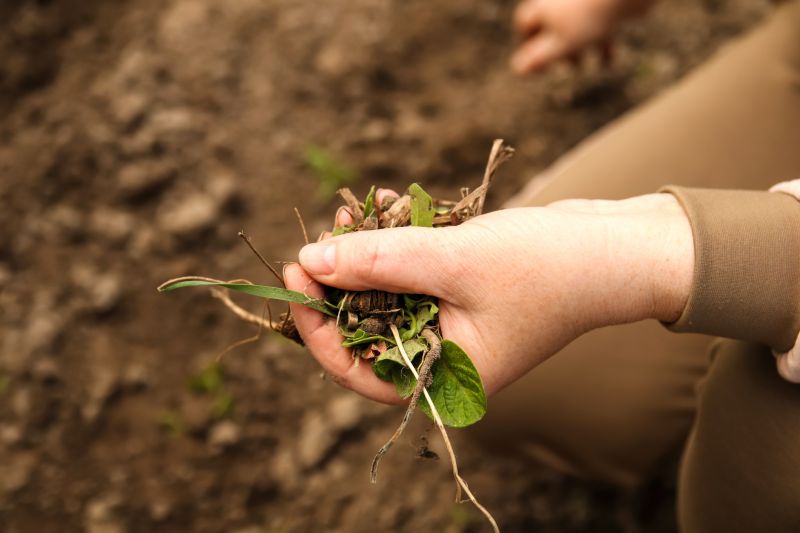 Weeds Pulling Service Cost — Cost of Weeds Pulling Service