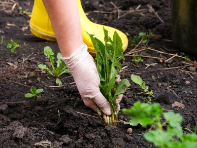 Weeds Pulling Service Cost — Cost of Weeds Pulling Service