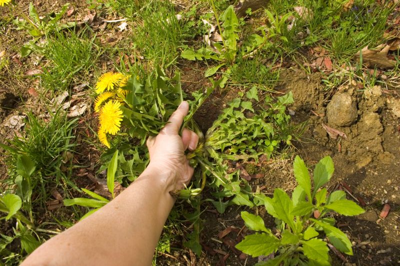 Weeds Pulling Service Cost — Cost of Weeds Pulling Service
