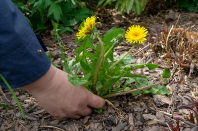 Get Rid of Unwanted Weeds