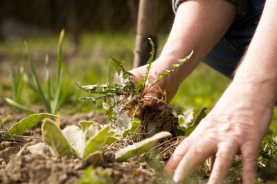 Remove Weeds