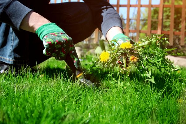 Grow your Weeds Pulling Service business